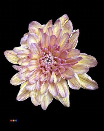 <h4>Chr T 2 Kl Baltica Butterfly</h4>