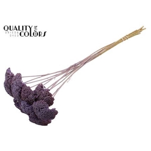 Achillea Per Stem Frosted Milka