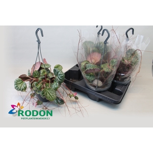 Saxifraga stolonifera 15Ø 40cm