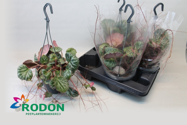 Saxifraga stolonifera 15Ø 40cm