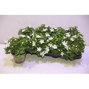 Camp Is Atlant White