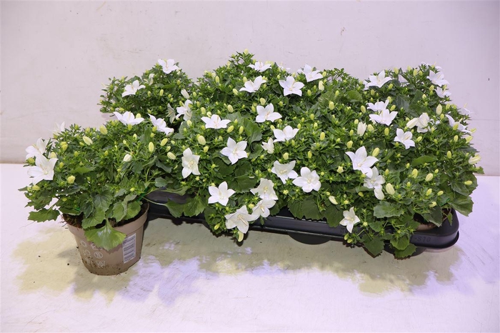 <h4>arr8 Camp Is Atlant White</h4>