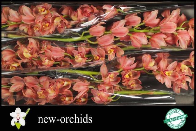 <h4>CYMB T TREASURE</h4>