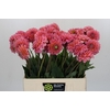 Dahlia Pink Runner