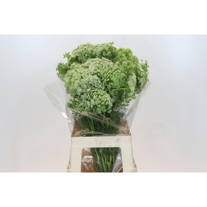 Ammi Visnaga
