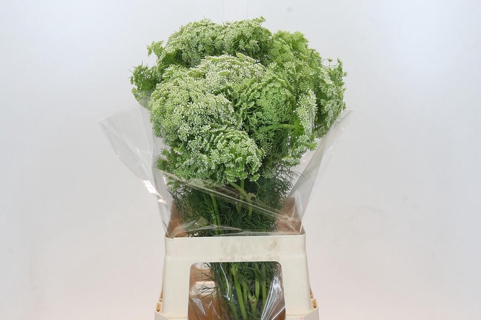 <h4>Ammi Visnaga</h4>