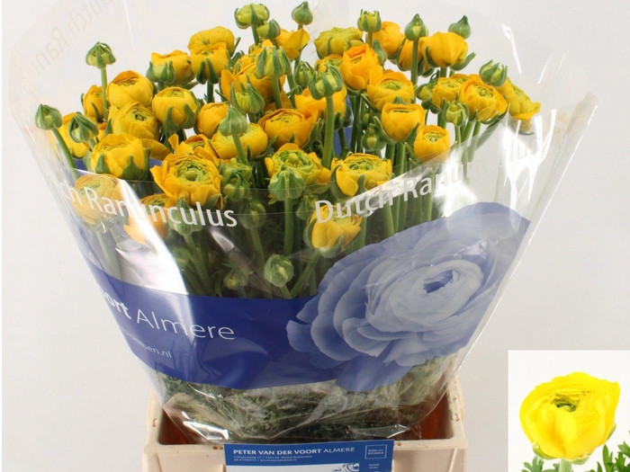 <h4>RAN AAZUR YELLOW</h4>