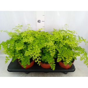 Adiantum raddi. 'Fragrans'