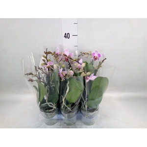 Phalaenopsis multi. 'Lili'