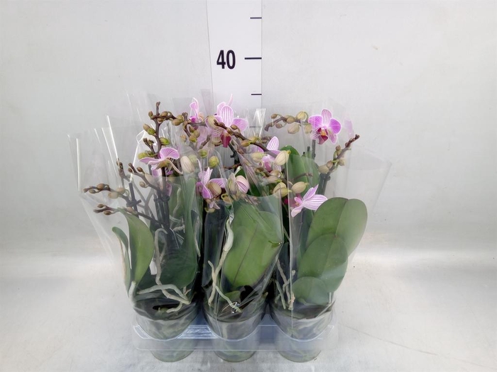 <h4>Phalaenopsis multi. 'Lili'</h4>