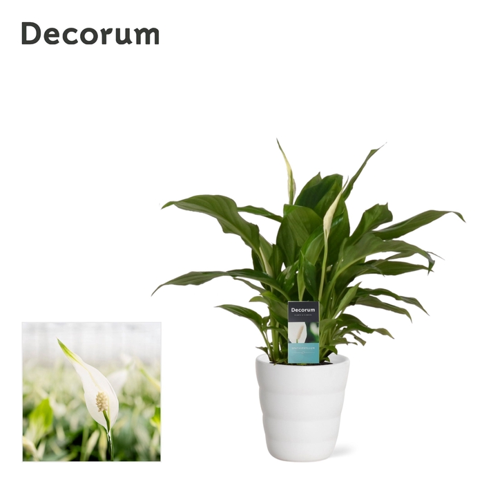 <h4>Spathiphyllum 9 cm Chopin in Laura keramiek Decorum - Basic</h4>