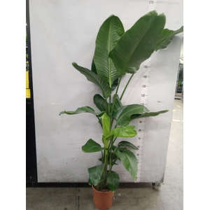 Strelitzia nicolai