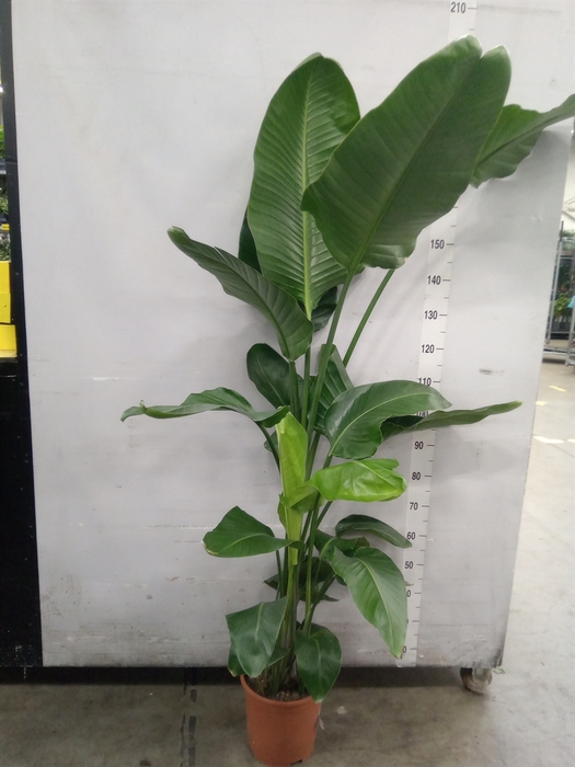 <h4>Strelitzia nicolai</h4>