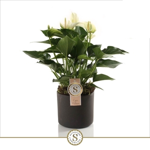 Bari Keramiek Grey - White Champion 12cm