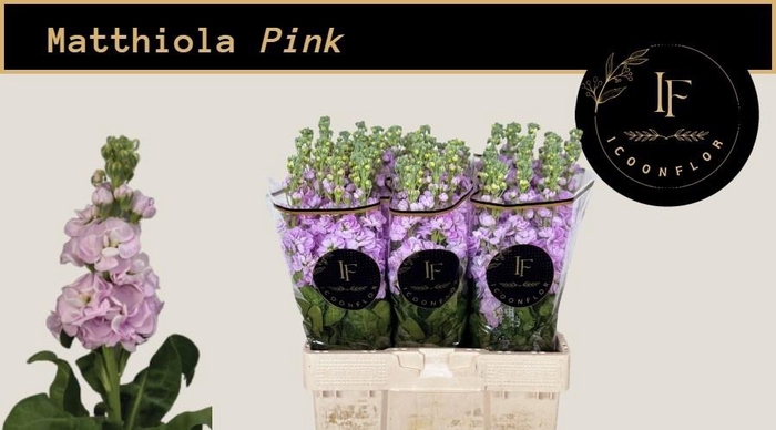 <h4>MATTH MATHILDA PINK</h4>