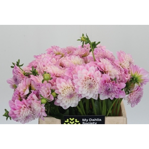Dahlia Pink Delight