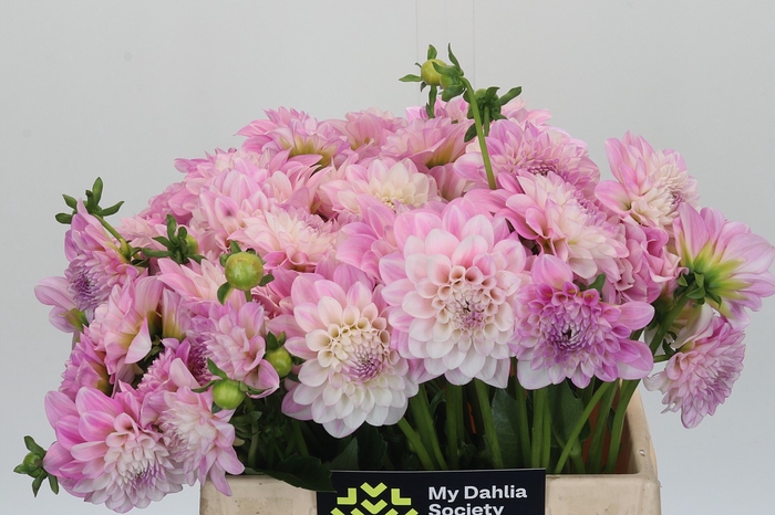 Dahlia Pink Delight
