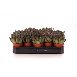 Echeveria agavoides 5,5 cm