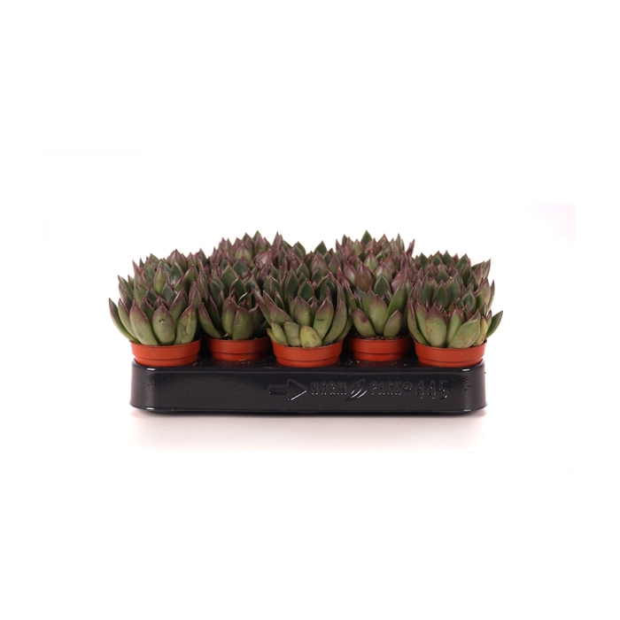 <h4>Echeveria agavoides 5,5 cm</h4>