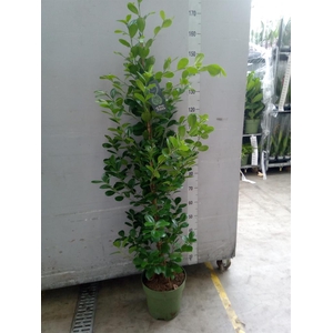 Ficus microcarpa 'Moclame'