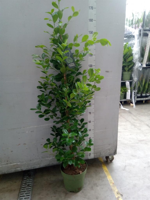 <h4>Ficus microcarpa 'Moclame'</h4>
