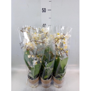 Phalaenopsis multi.   ...white