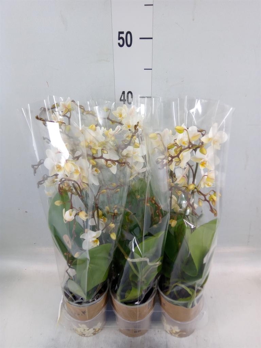 <h4>Phalaenopsis multi.   ...white</h4>