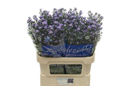 <h4>Ast Cassandra Light Blue</h4>
