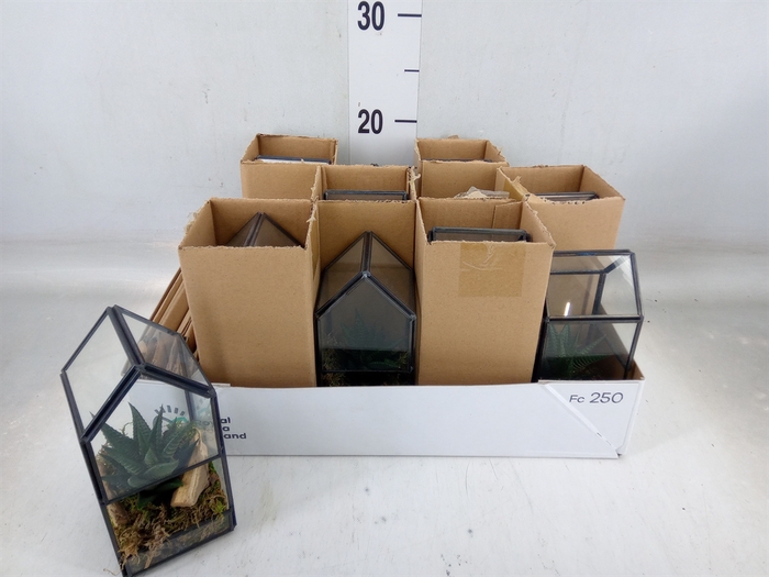 <h4>Arr.   Kamerplant Groen L%</h4>