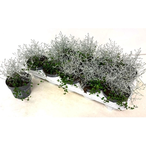 LEUCOPH SILVERCALOS