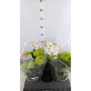 Hydrangea mac. 'Rembr Vibrant Verd'