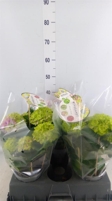 <h4>Hydrangea mac. 'Rembr Vibrant Verd'</h4>