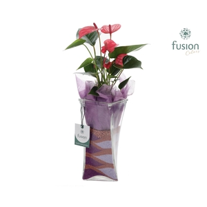 Glazen Twistervaas met Anthurium