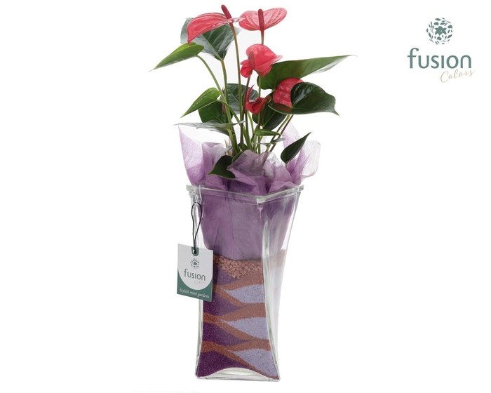 <h4>Glazen Twistervaas met Anthurium</h4>