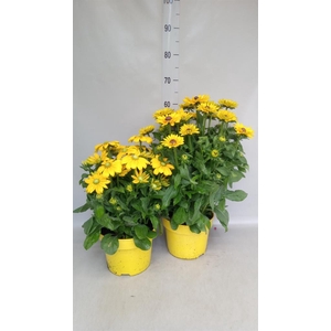 Rudbeckia hirta 'Sunbeckia Ophelia'