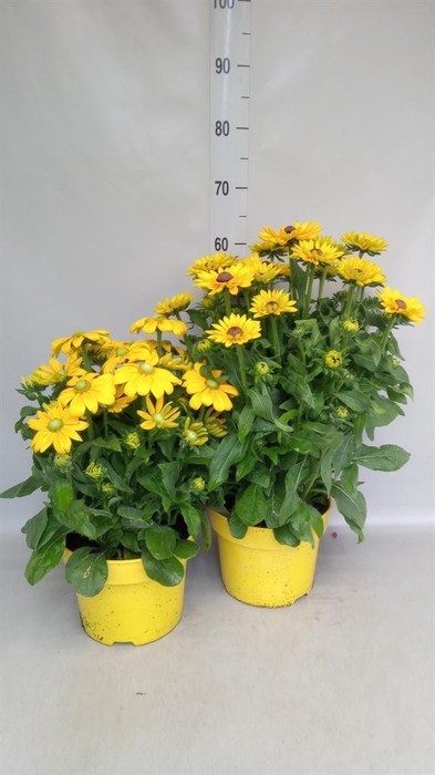 <h4>Rudbeckia hirta 'Sunbeckia Ophelia'</h4>