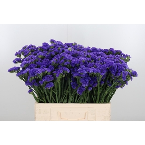 Limonium Crystal Dark Blue