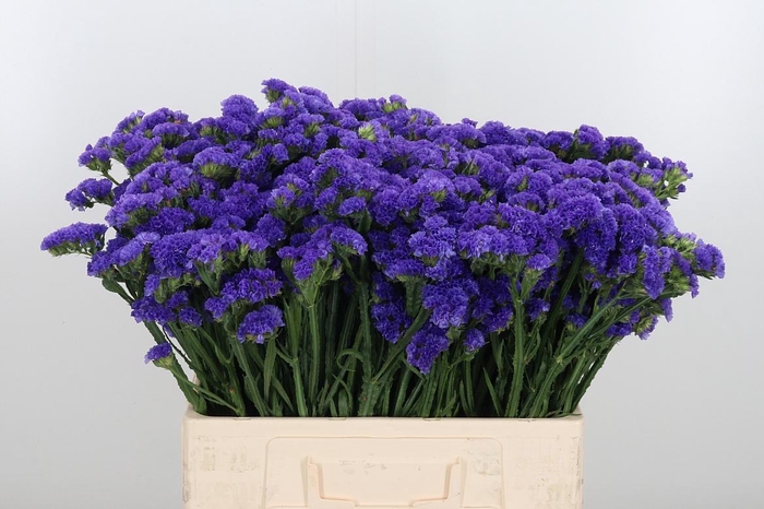 <h4>Limonium Crystal Dark Blue</h4>