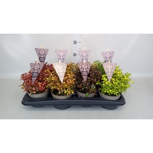 Coprosma repens