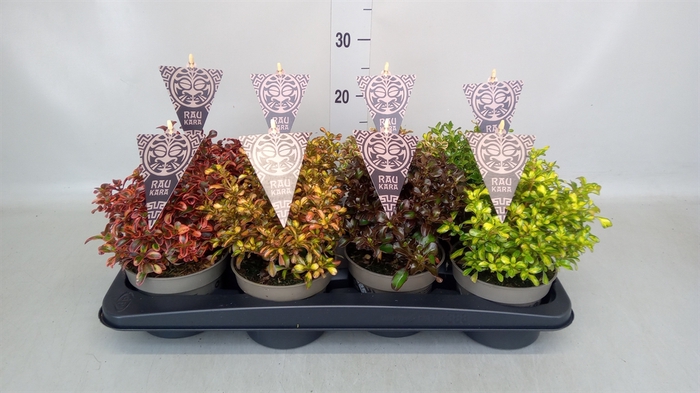 <h4>Coprosma repens</h4>