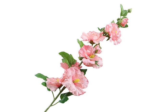 <h4>Alcea Rosea Pink Light</h4>