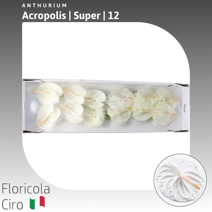 <h4>Anthurium 'Acropolis' | Super</h4>