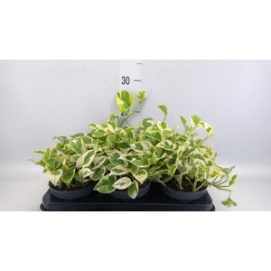 Epipremnum pinn. 'NJoy'