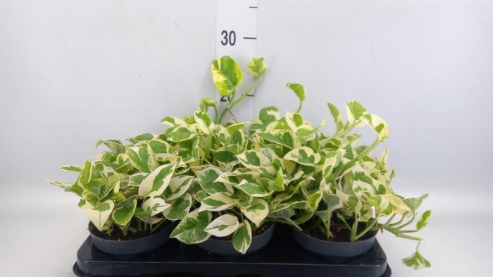 <h4>Epipremnum pinn. 'NJoy'</h4>