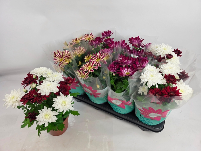 <h4>CHRYS GEM 3 KL</h4>