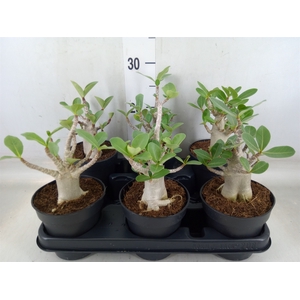 Adenium NB 'Ansu Baobab'