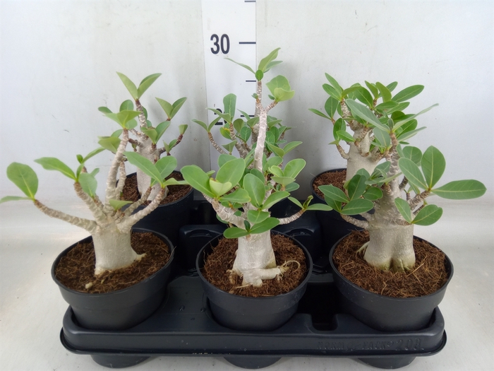 <h4>Adenium NB 'Ansu Baobab'</h4>