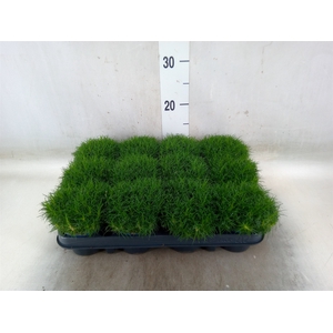 Sagina subulata