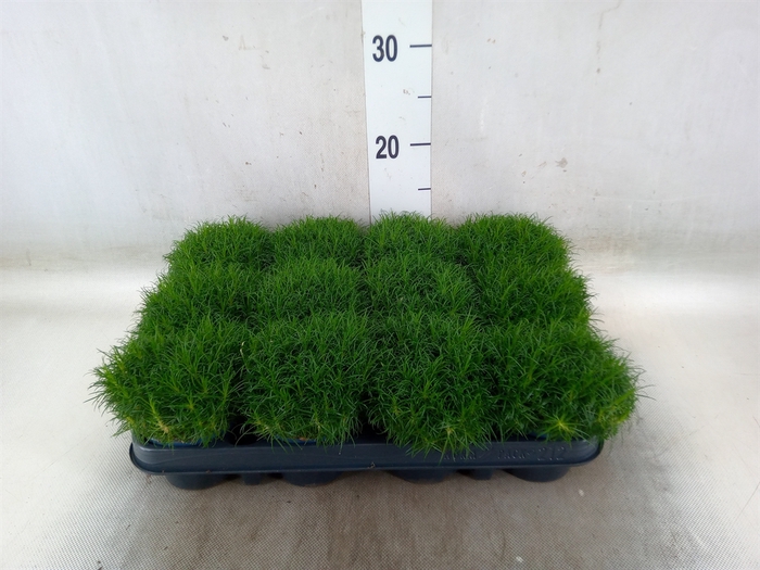 <h4>Sagina subulata</h4>