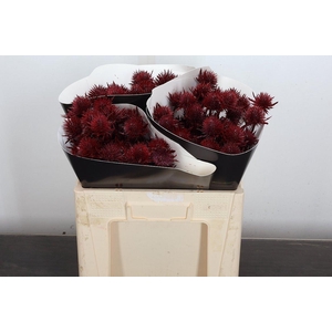 Eryn Wx 50cm Bordeaux